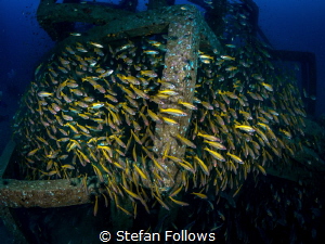 Overspill

Big Eye Snapper - Lutjanus lutjanus

Sail ... by Stefan Follows 
